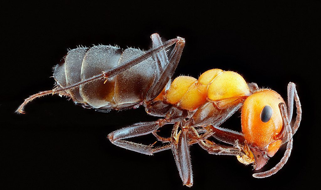 Ant Control service in Boise, ID