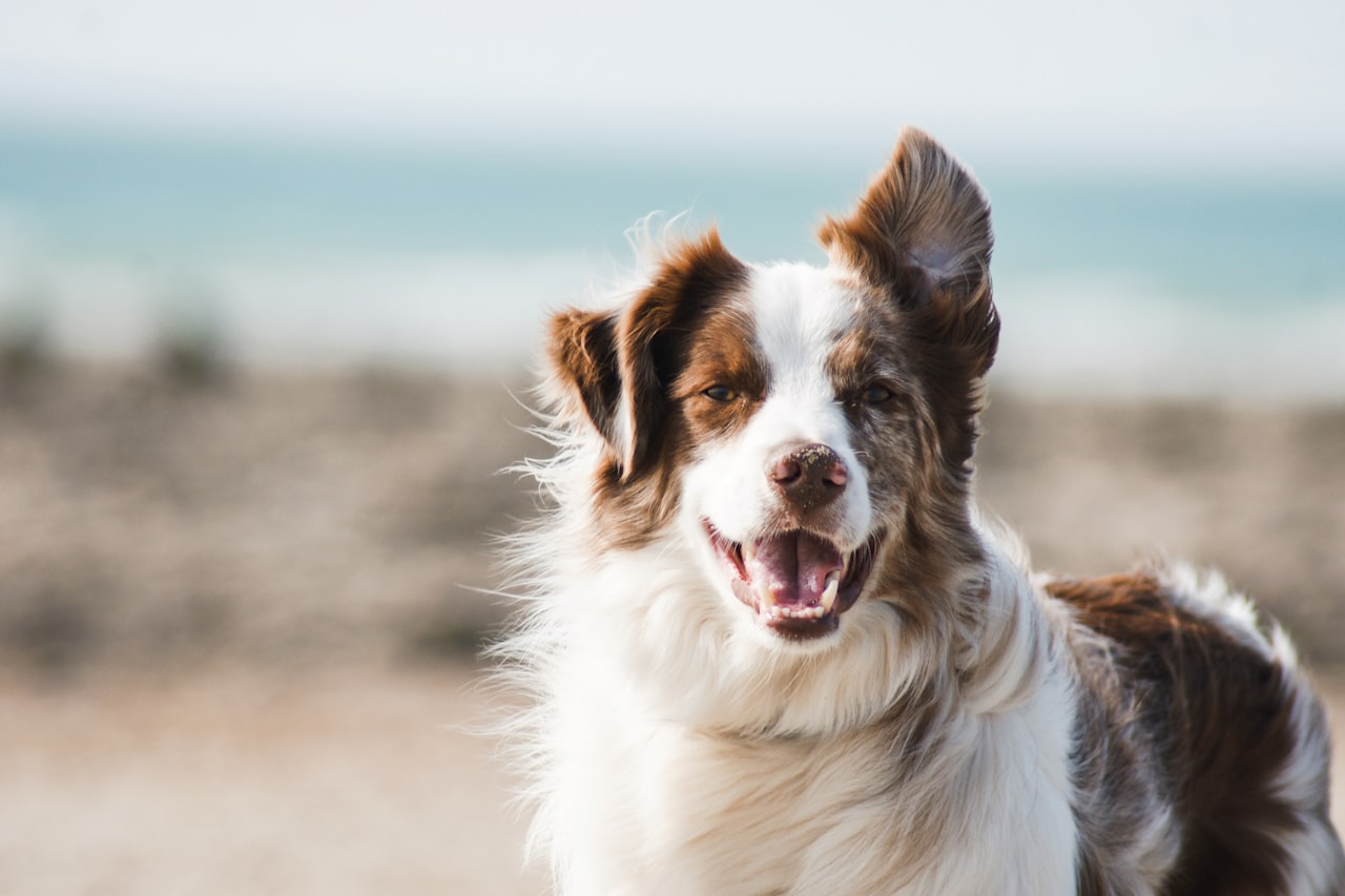 Flea & Tick Control service in Boise, ID