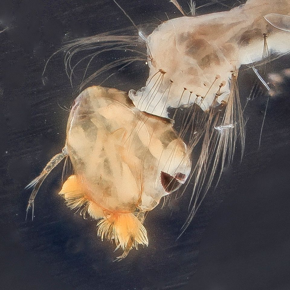 Mosquito Control service in Boise, ID