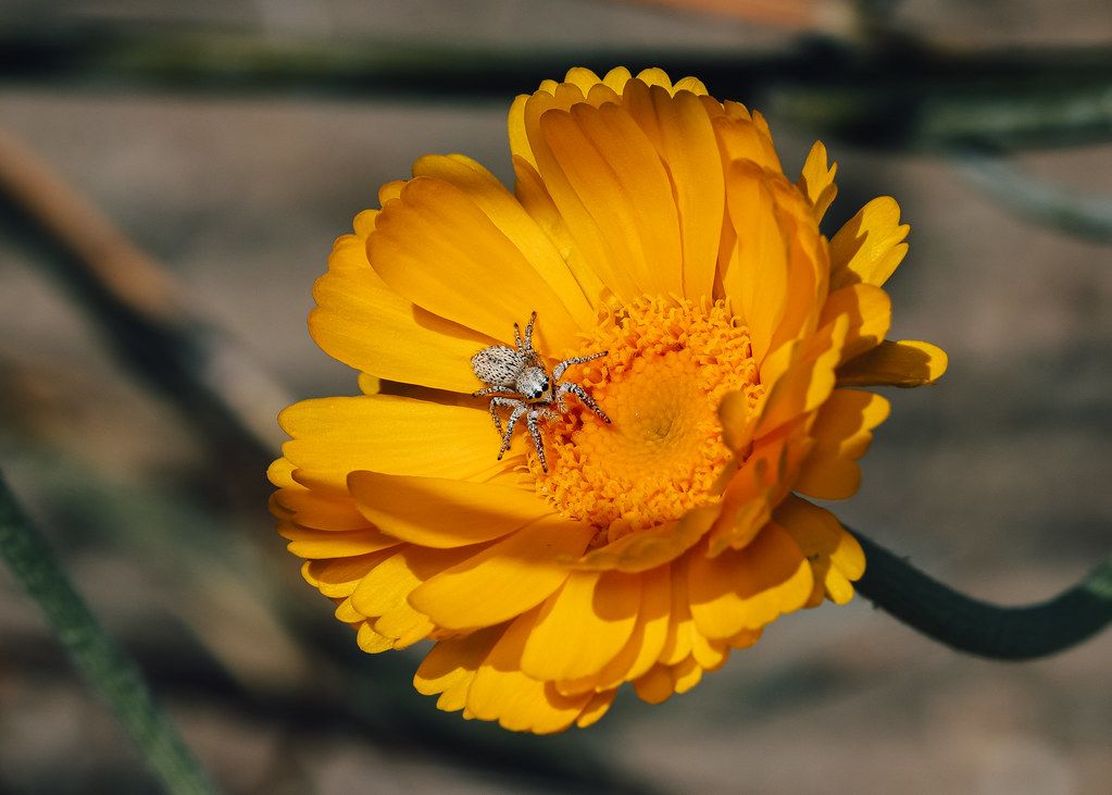 Spider Control service in Boise, ID